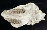 Partial Oreodont (Merycoidodon) Skull - Nebraska #10748-1